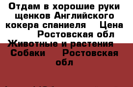 Отдам в хорошие руки щенков Английского кокера спаниеля. › Цена ­ 100 - Ростовская обл. Животные и растения » Собаки   . Ростовская обл.